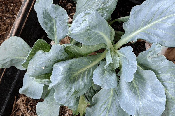 cabbage plant on a pot