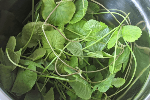 Gotu kola leaves on a pan