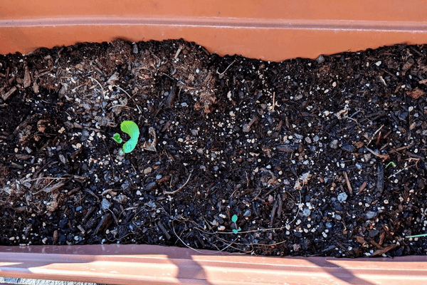 gotu kola plant with one leaf growing in a pot