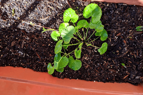 gotu kola plant growing in a pot