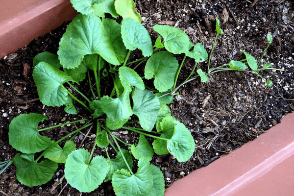 gotu kola plant growing in a pot