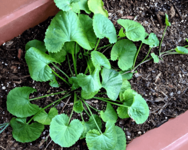 Gotu kola or pennywort growing in a pot of soil