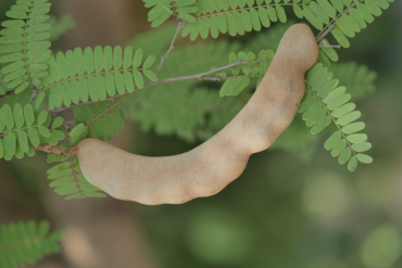 tamarind on the tree
