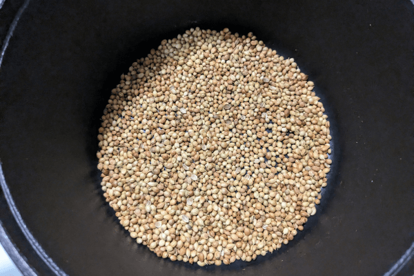 kothamalli or coriander seeds in a pan