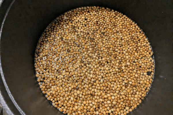 roasted kothamalli or coriander seeds in a pan with water