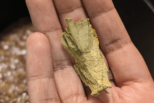 coriander tea ingredient venivalgata on a palm