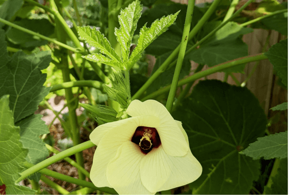 Ladies finger flowers